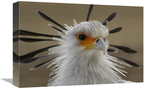 Global Gallery GCS-450904-1218-142 12 x 18 in. Secretary Bird Portrait