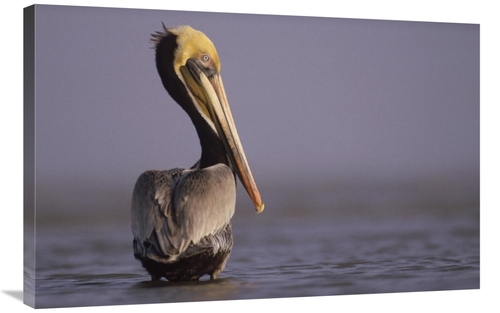 Global Gallery GCS-396042-2436-142 24 x 36 in. Brown Pelican Adult Por