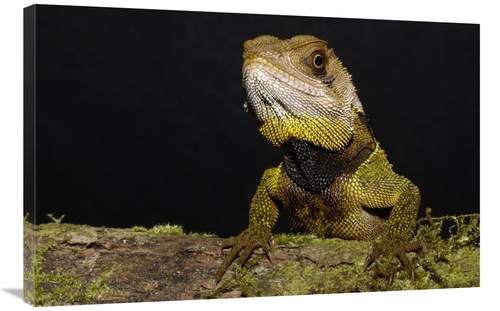 Global Gallery GCS-453196-2436-142 24 x 36 in. Bocourts Dwarf Iguana&#