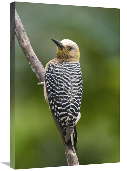 Global Gallery GCS-397282-2030-142 20 x 30 in. Hoffmanns Woodpecker&#4