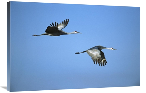 Global Gallery GCS-453284-2436-142 24 x 36 in. Sandhill Crane Pair Fly