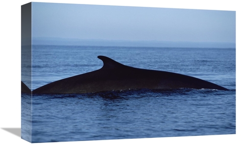 Global Gallery GCS-450570-1218-142 12 x 18 in. Fin Whale Silhouetted D