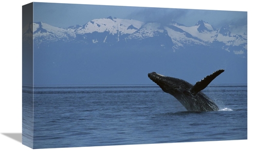 Global Gallery GCS-450807-1218-142 12 x 18 in. Humpback Whale Breachin