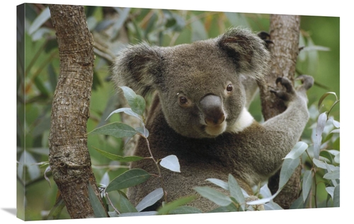 Global Gallery GCS-452880-2436-142 24 x 36 in. Koala Male in Eucalyptu