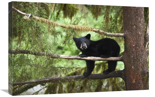 Global Gallery GCS-395470-2030-142 20 x 30 in. Black Bear Cub in Tree 