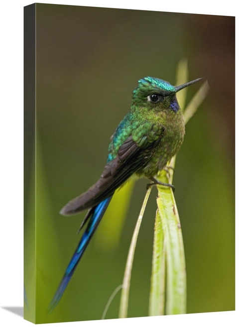 Global Gallery GCS-395559-1624-142 16 x 24 in. Violet-Tailed Sylph Mal