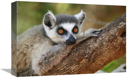 Global Gallery GCS-398116-1218-142 12 x 18 in. Ring-Tailed Lemur Resti