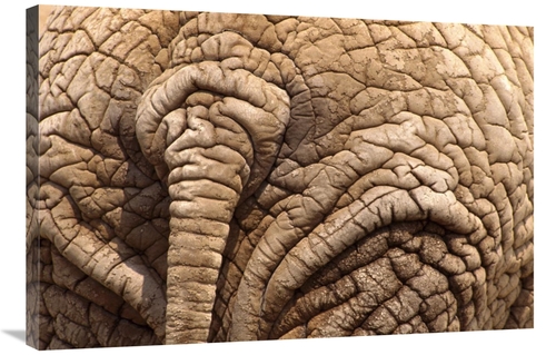 Global Gallery GCS-452984-2436-142 24 x 36 in. African Elephant Tail &