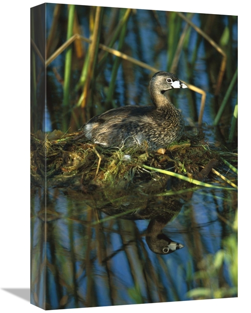 Global Gallery GCS-453307-1218-142 12 x 18 in. Pied-Billed Grebe on Ne