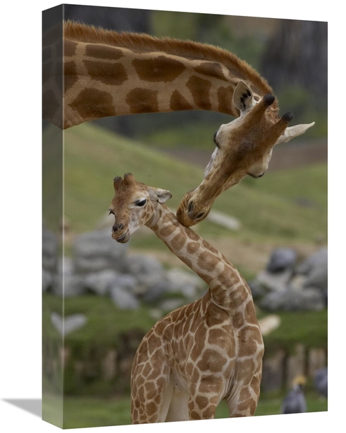 Global Gallery GCS-450869-1218-142 12 x 18 in. Rothschild Giraffe Moth