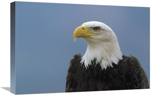 Global Gallery GCS-452484-1624-142 16 x 24 in. Bald Eagle Portrait&#44