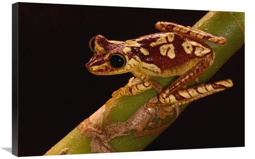 Global Gallery GCS-453180-2436-142 24 x 36 in. Chachi Tree Frog Adult&