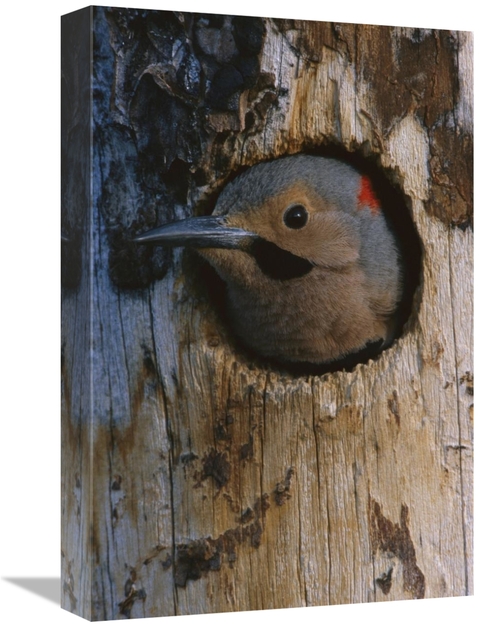 Global Gallery GCS-451927-1218-142 12 x 18 in. Northern Flicker Woodpe