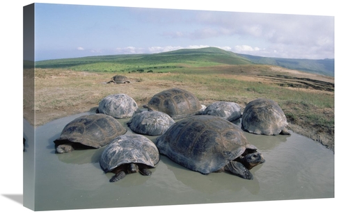 16 x 24 in. Volcan Alcedo Giant Tortoises Wallowing, Alcedo Volcan