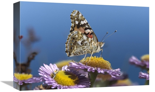 Global Gallery GCS-452029-1218-142 12 x 18 in. Painted Lady Butterfly 