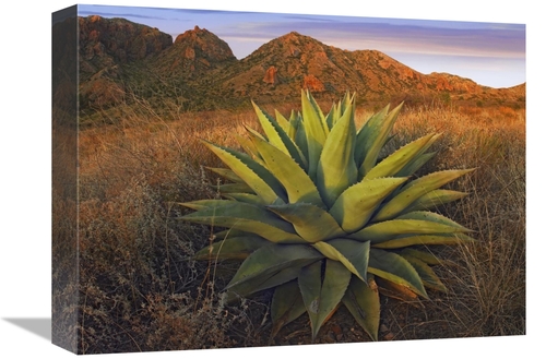 Global Gallery GCS-397178-1216-142 12 x 16 in. Agave Plants & Chisos M