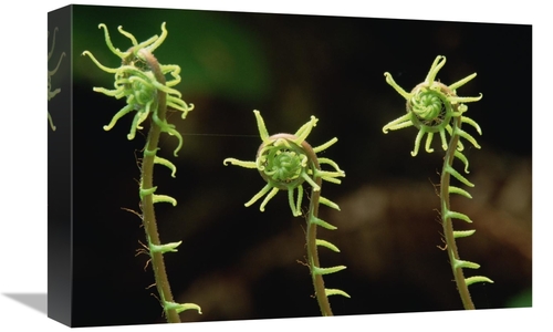 Global Gallery GCS-452905-1218-142 12 x 18 in. Deer Fern Fiddleheads&#