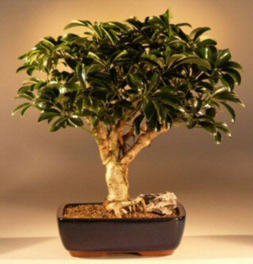 Hawaiian Umbrella Bonsai Tree - Large(arboricola schefflera 'luseanne)