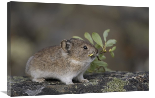Global Gallery GCS-397997-2436-142 24 x 36 in. American Pika Carrying 