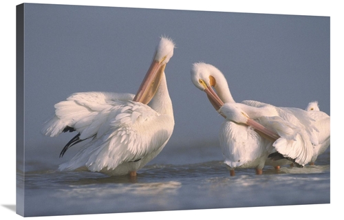 Global Gallery GCS-396874-2436-142 24 x 36 in. American White Pelican 