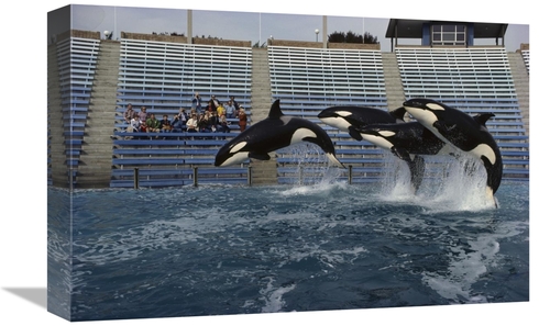 Global Gallery GCS-450566-1218-142 12 x 18 in. Orca Trio Jumping, 
