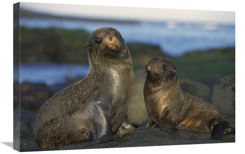 Global Gallery GCS-395599-2030-142 20 x 30 in. Galapagos Islands Fur S