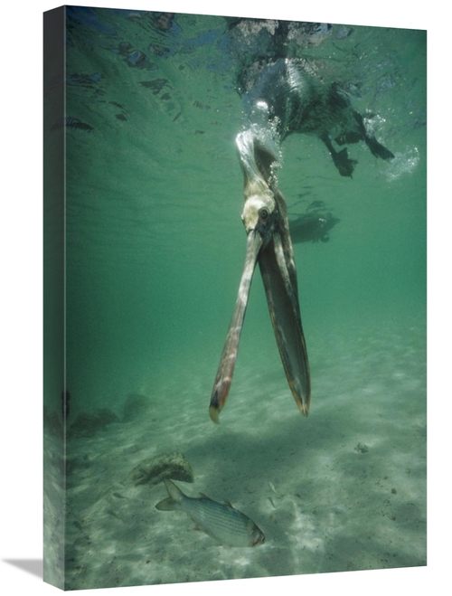 Global Gallery GCS-451304-1624-142 16 x 24 in. Brown Pelican Catching 