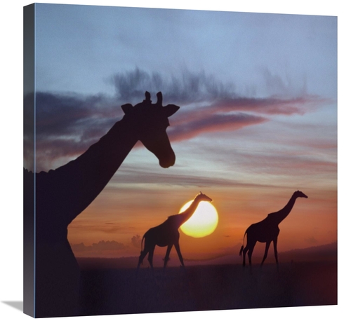 Global Gallery GCS-396535-2424-142 24 x 24 in. Giraffe Trio at Sunrise