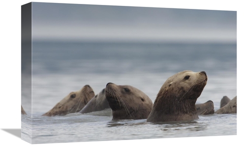 Global Gallery GCS-397991-1218-142 12 x 18 in. Stellers Sea Lion Group