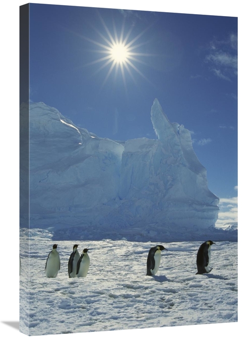 Global Gallery GCS-395598-2030-142 20 x 30 in. Emperor Penguin Commute