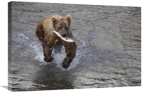 Global Gallery GCS-395393-2030-142 20 x 30 in. Grizzly Bear Young Male