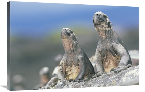Global Gallery GCS-451251-2436-142 24 x 36 in. Marine Iguanas Sky Poin
