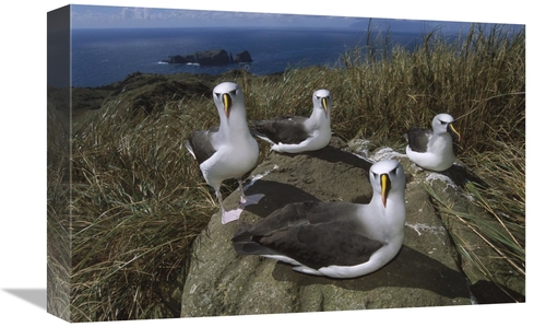 Global Gallery GCS-451794-1218-142 12 x 18 in. Yellow-Nosed Albatross 