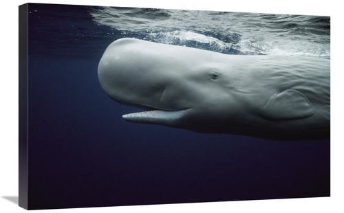 Global Gallery GCS-397711-2030-142 20 x 30 in. White Sperm Whale Portr