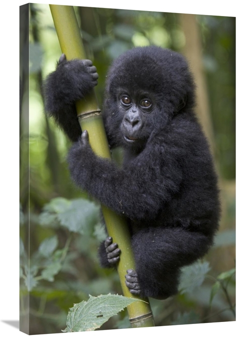 Global Gallery GCS-395798-2030-142 20 x 30 in. Mountain Gorilla Infant