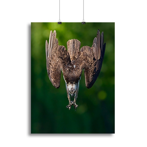 An Eagle Preparing To Attack Canvas Print or Poster