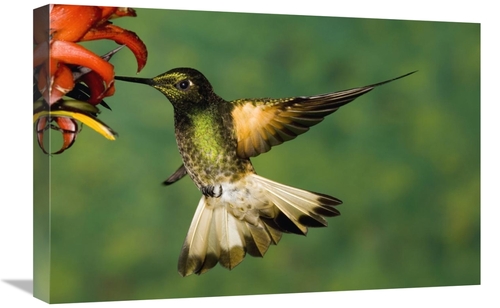 Global Gallery GCS-398310-1624-142 16 x 24 in. Buff-Tailed Coronet Hum