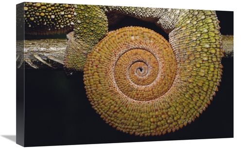 Global Gallery GCS-453261-1624-142 16 x 24 in. Panther Chameleon with 