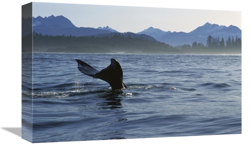 Global Gallery GCS-450811-1218-142 12 x 18 in. Gray Whale Tail, Cl