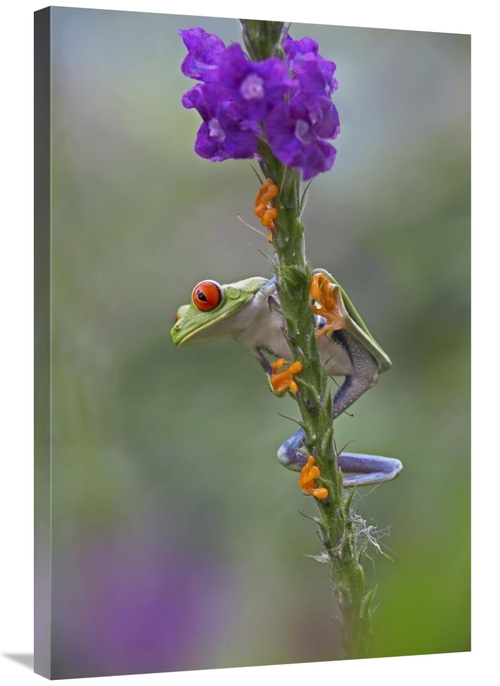 Global Gallery GCS-396306-2436-142 24 x 36 in. Red-Eyed Tree Frog Clim