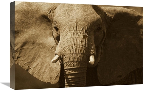 Global Gallery GCS-453714-1624-142 16 x 24 in. African Elephant Close 