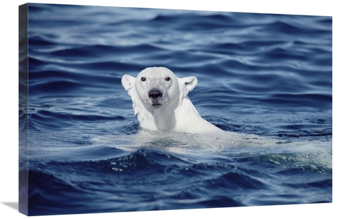 Global Gallery GCS-397844-2030-142 20 x 30 in. Polar Bear Swimming&#44