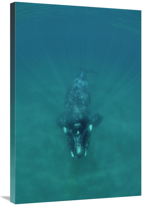 Global Gallery GCS-450650-2436-142 24 x 36 in. Southern Right Whale Un