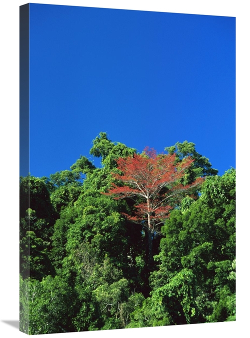 Global Gallery GCS-452403-2030-142 20 x 30 in. Flowering Rainforest Tr