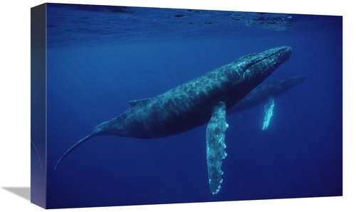 Global Gallery GCS-450583-1218-142 12 x 18 in. Humpback Whale Pair Und