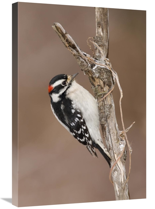 Global Gallery GCS-397389-2030-142 20 x 30 in. Downy Woodpecker Male&#