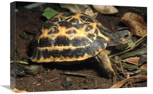 Global Gallery GCS-450820-1624-142 16 x 24 in. Spider Tortoise Critica