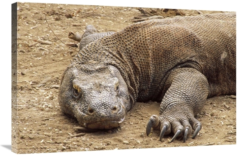 Global Gallery GCS-451183-2436-142 24 x 36 in. Komodo Dragon Male Bask