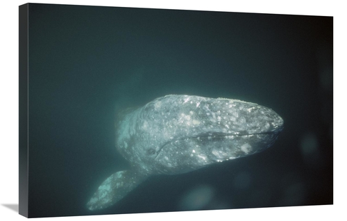 Global Gallery GCS-451696-2030-142 20 x 30 in. Gray Whale Curious Adul