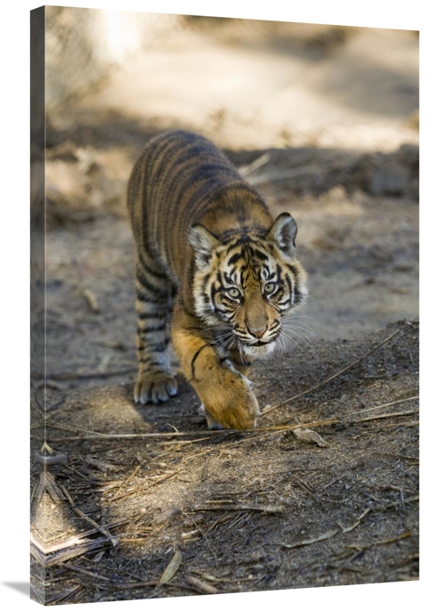 Global Gallery GCS-398136-2436-142 24 x 36 in. Tiger Cub, Native t